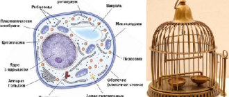 Клетка текст. Синквейн клетка. Синквейн на тему клетка по биологии 5 класс. Синквейн о клетке по биологии. Синквейн на тему клетка.