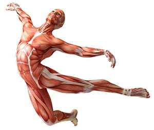 Картинка к слову синквейн анатомия