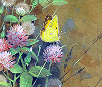 Картинка к синквейн про бабочку
